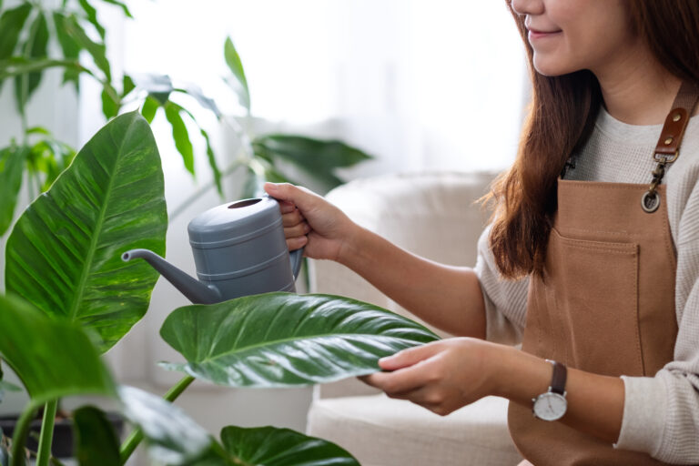 15 Signs Your Houseplants Need Extra Care in December