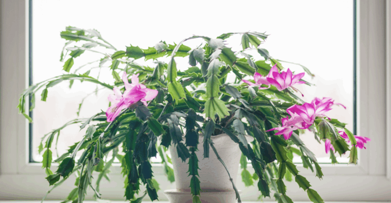 16 Houseplants That Stay Cheerful Through the Coldest Months