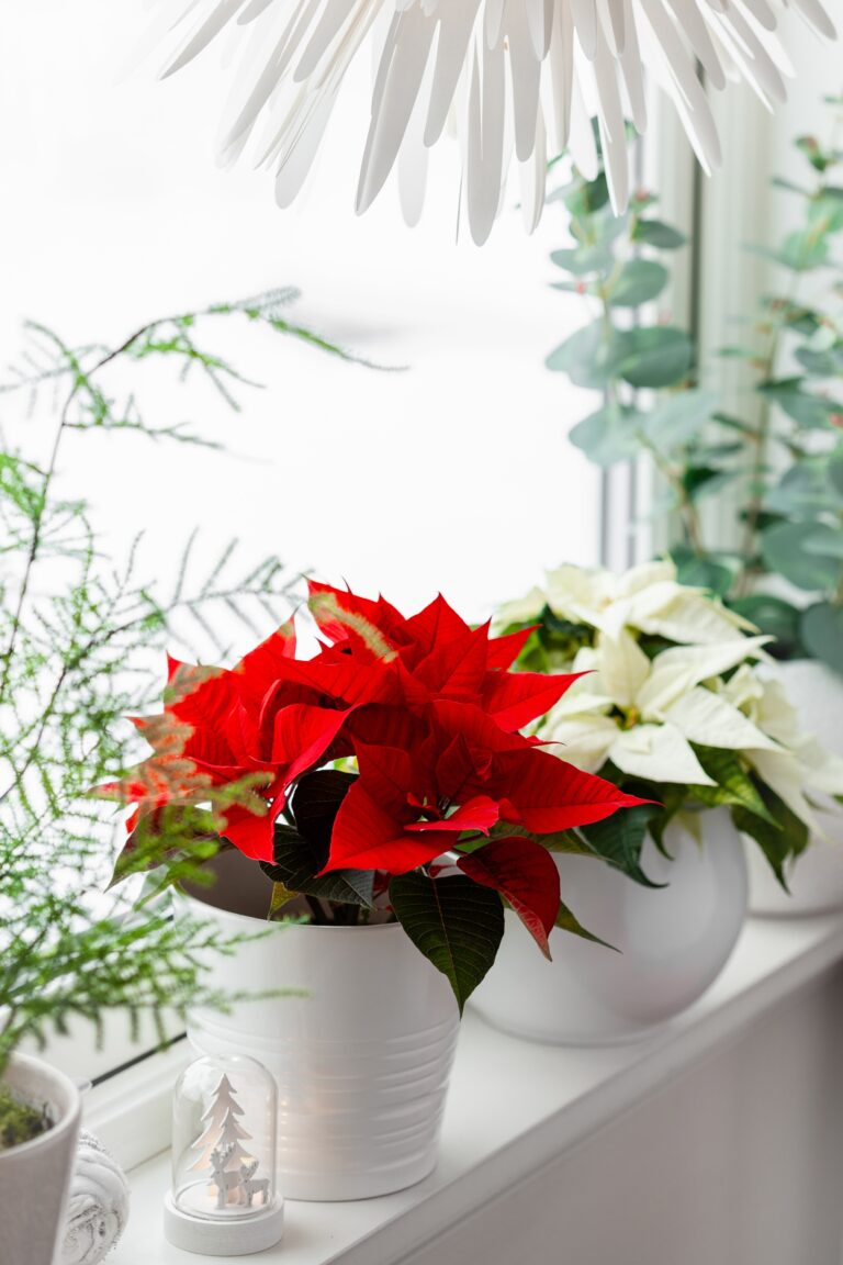 15 Indoor Plants That Bloom Beautifully in December