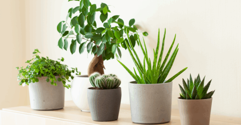 17 Indoor Plants That Keep Rooms Feeling Warm All Season