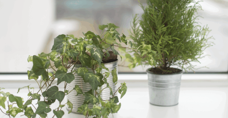 17 Low Light Plants That Still Look Lively in Winter