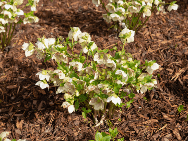 11 Low Effort Mulch Moves That Protect Roots Until Spring