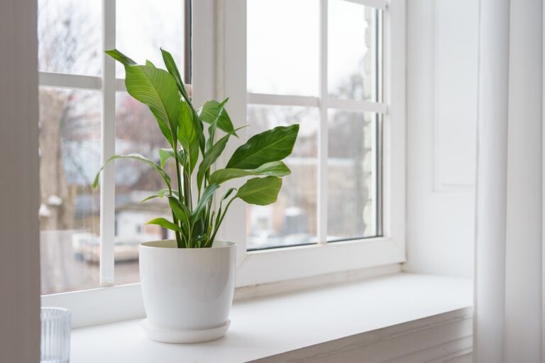 14 Small Houseplants That Fit Winter Windowsills
