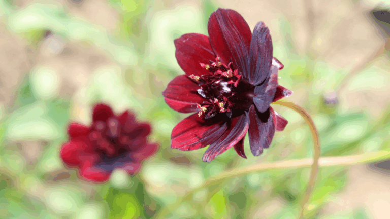 13 Rare Plants With Fragrance That Surprises First Time Growers