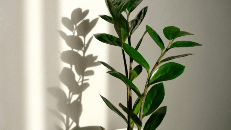 13 Rare Shade Plants That Make Indoor Corners Feel Lush