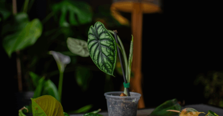 15 Rare Alocasias with Dramatic Leaves and Big Personality
