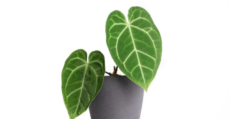 15 Rare Anthuriums with Velvet Leaves People Obsess Over