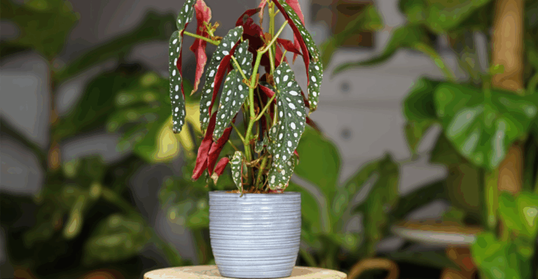 13 Rare Begonias with Patterned Leaves That Feel Unreal