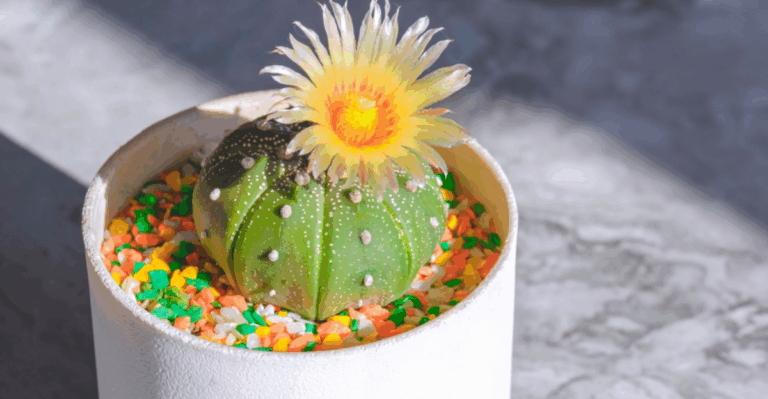13 Rare Cacti That Look Like Living Art