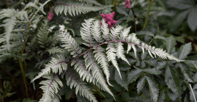 12 Rare Ferns with Fronds That Look Almost Painted