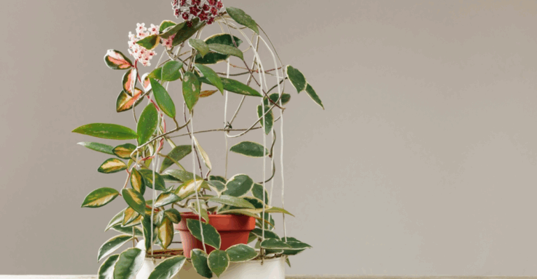 12 Rare Hoyas with Wild Leaf Shapes and Strong Vines