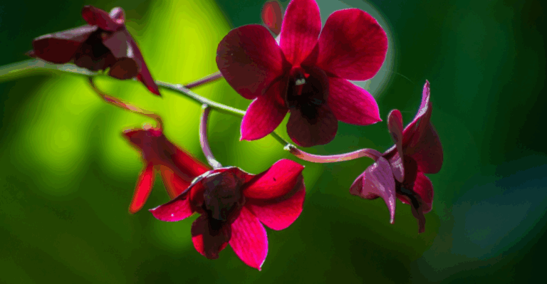 15 Rare Orchids That Fascinate Plant People