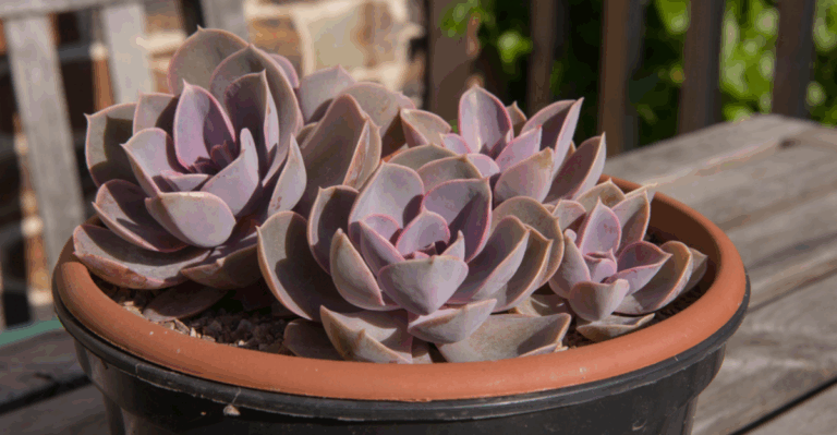14 Rare Succulents with Strange Colors and Sculptural Shapes
