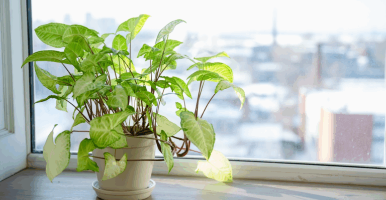 15 Uncommon Aroids Plant Lovers Love to Grow Indoors