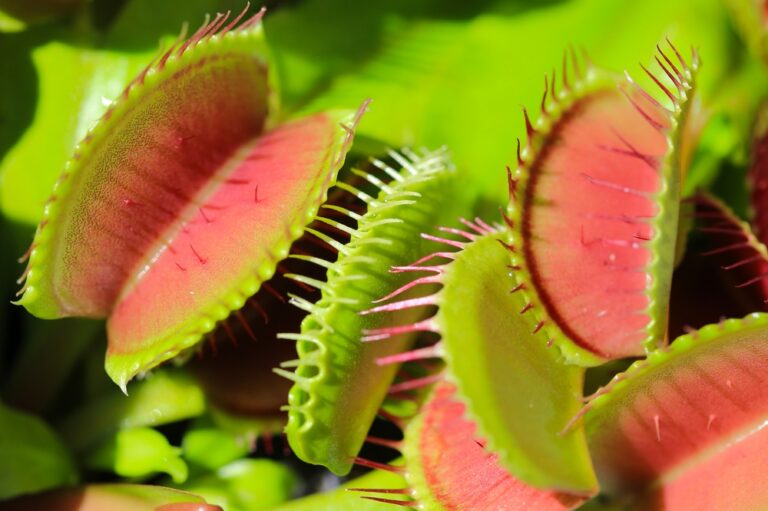 14 Carnivorous Plants That Wake Up in Spring and Where to Spot Them