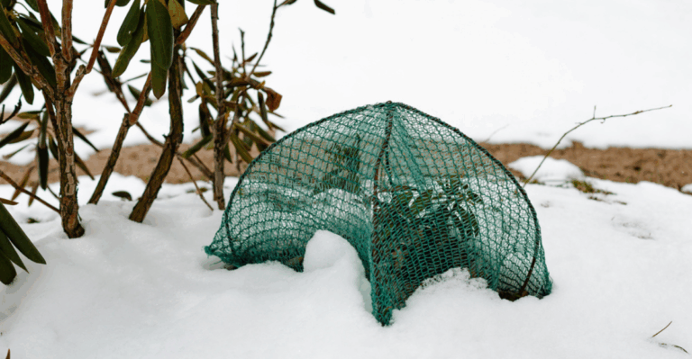 16 Ways to Protect Your Perennials from Winter Damage