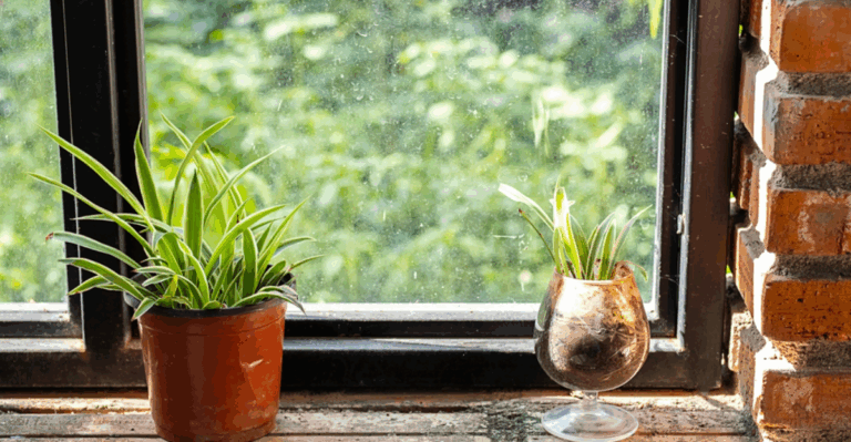 17 Winter Friendly Plants That Do Well Near Drafty Windows