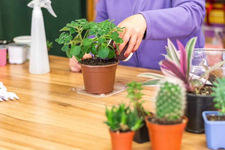 12 Winter Watering Tips Every Indoor Gardener Should Know