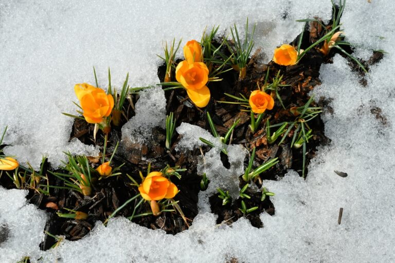 13 Tough Winter Blooms That Stand Up to Snow