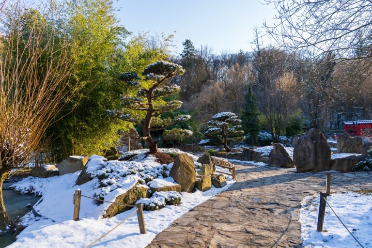 13 Winter Garden Plants That Look Good in Snow