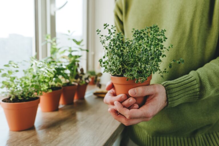 10 Easy Indoor Herbs To Grow When It’s Cold Outside