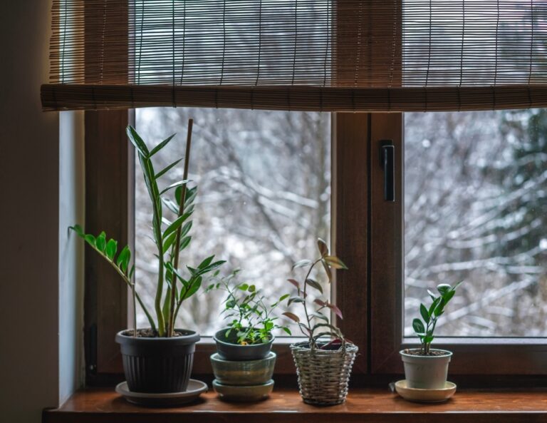 11 Indoor Plants That Help Fight Stale Winter Air