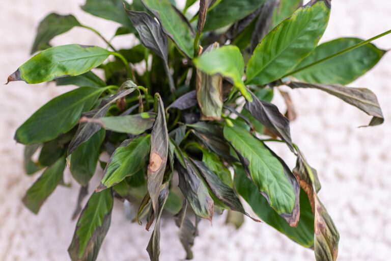 12 January Houseplant Care Mistakes That Cause Winter Problems