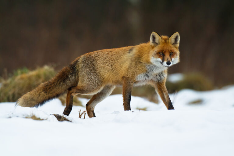 11 U.S. Destinations with the Best Winter Wildlife Viewing