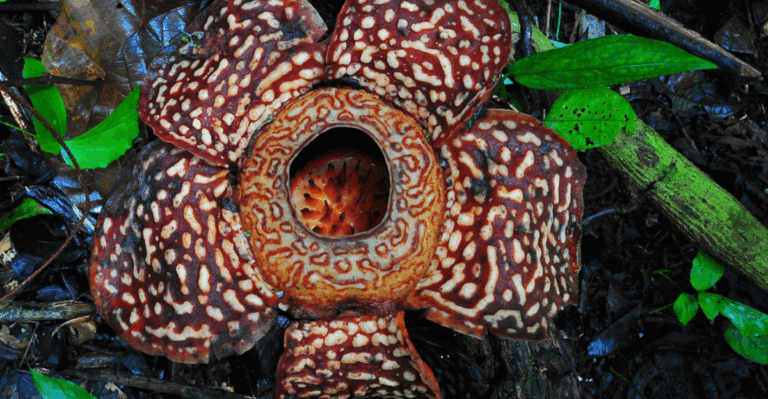 11 Plants So Rare They Have Fewer Than 1,000 Left in the Wild