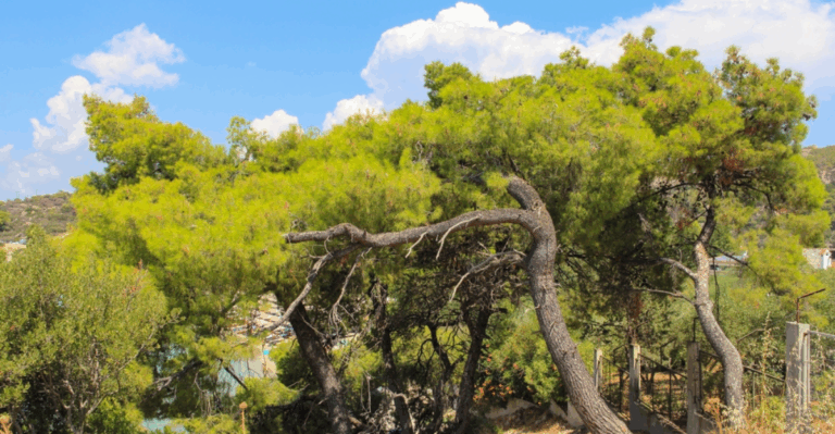 15 Ancient Conifers with Twisted Trunks That Can Live for Centuries