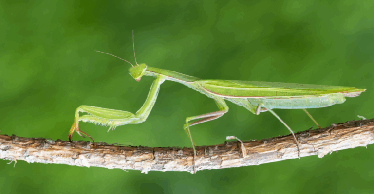 17 Ancient Insects That Still Look Almost the Same