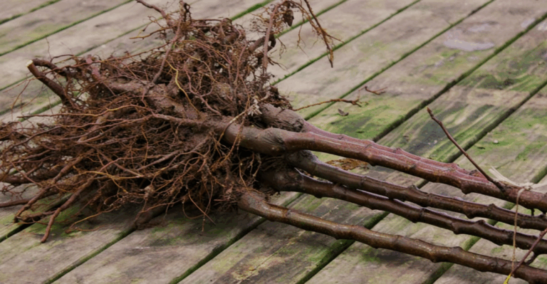 13 Bare Root Trees and Shrubs Worth Buying This Month