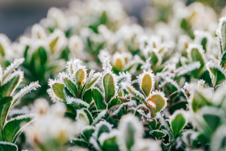 11 Plants That Stay Green and Full All Winter
