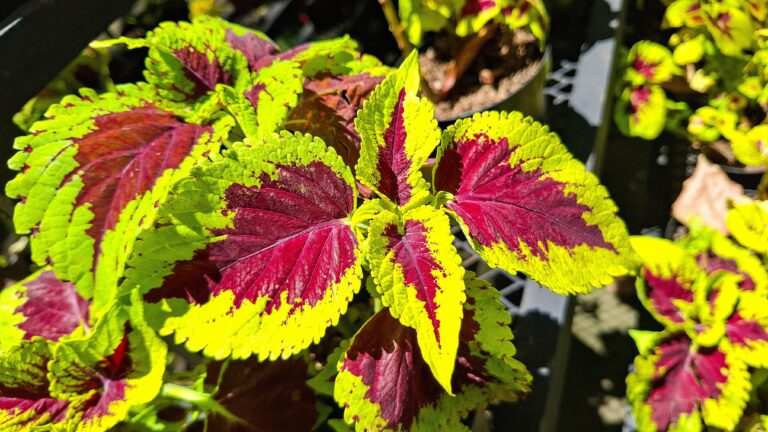 12 Colorful Houseplants That Add Pink, Red, or Purple Without Flowers