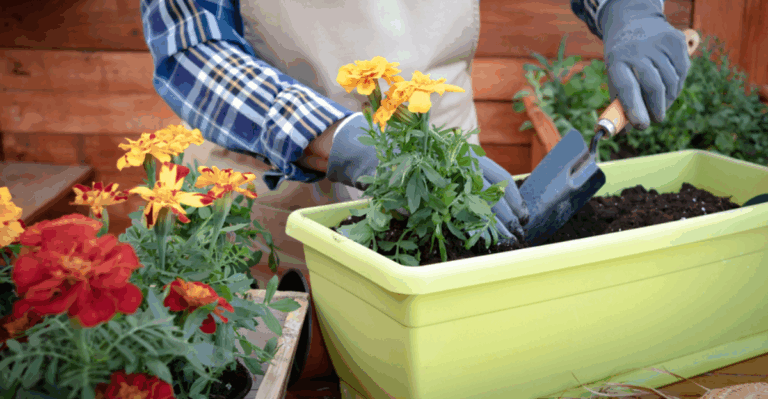 16 Container Gardening Plans to Start in January