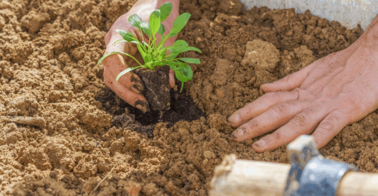 17 Cool Season Veggies You Can Plant Right Now