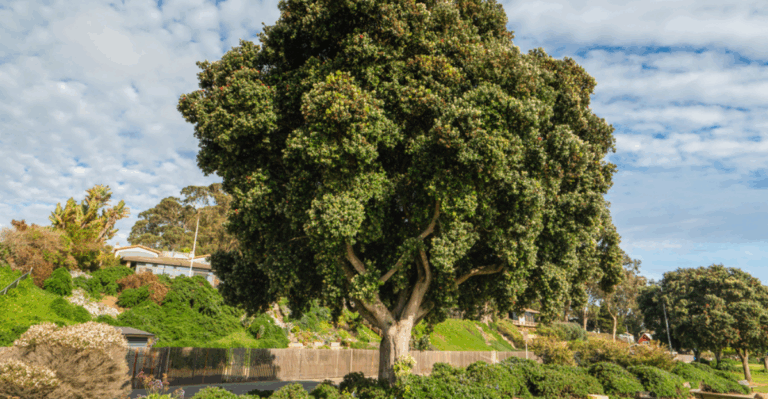 15 Endangered Trees That Only Grow in One Tiny Corner of the World