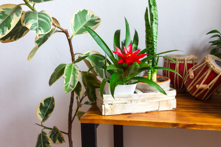 15 Fast Growing Houseplants That Feel Rewarding to Keep