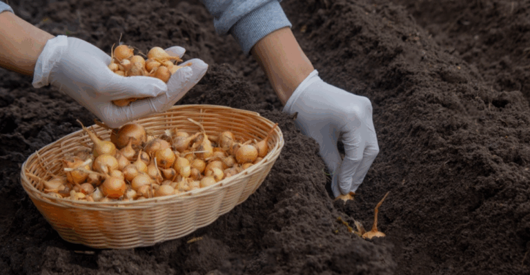 17 February Seed Starting Projects for a Head Start on Spring