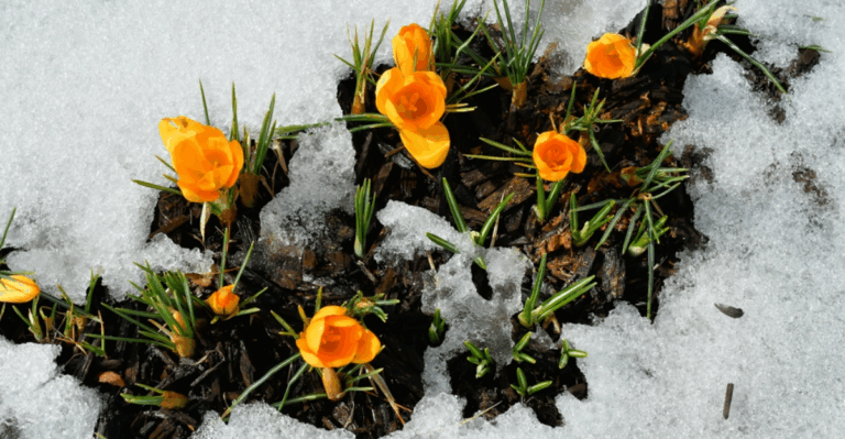 17 Fragrant Winter Bloomers That Lift a Gray Day