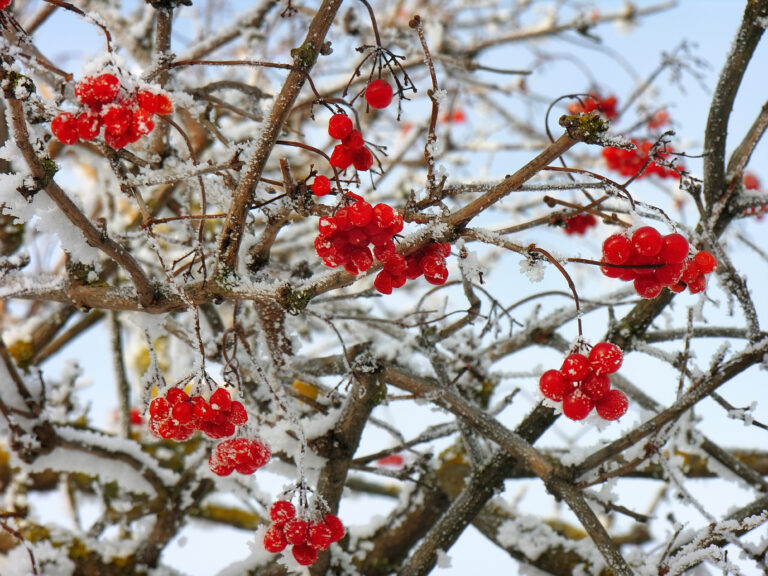 15 Fruit Trees and Berry Bushes to Plant in Late Winter