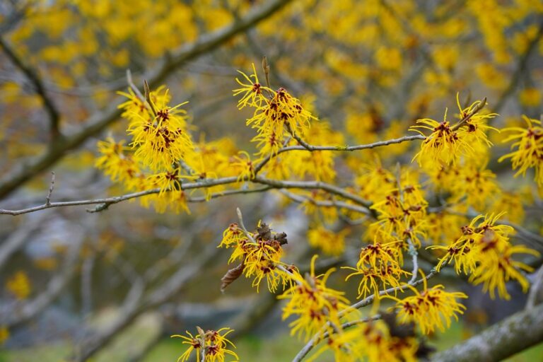 15 Shrubs That Put On A Show Before Spring Really Starts