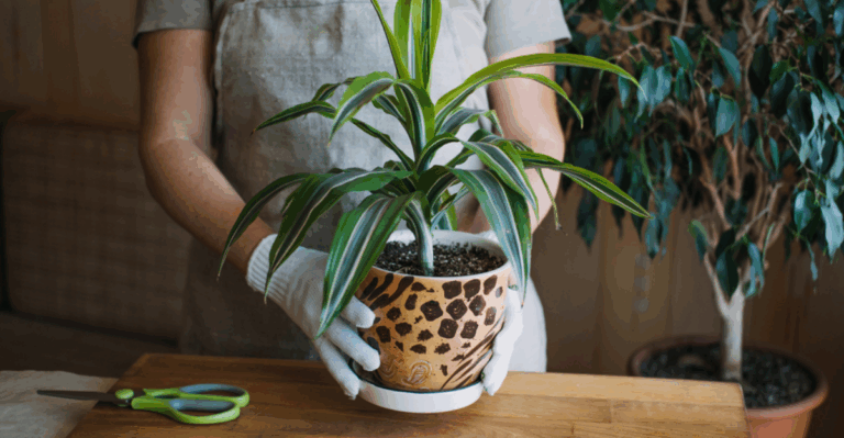 14 Houseplants That Bounce Back with a February Refresh