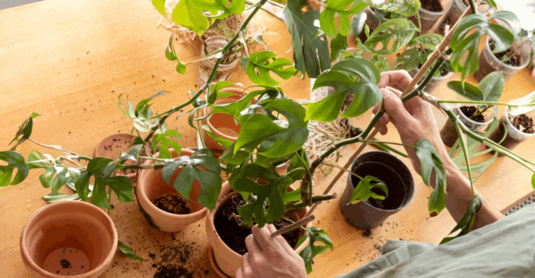 15 Indoor Propagation Ideas to Try in January