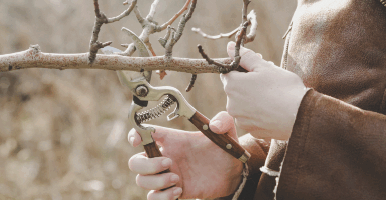 12 January Pruning Tasks That Make a Difference and What to Leave Alone