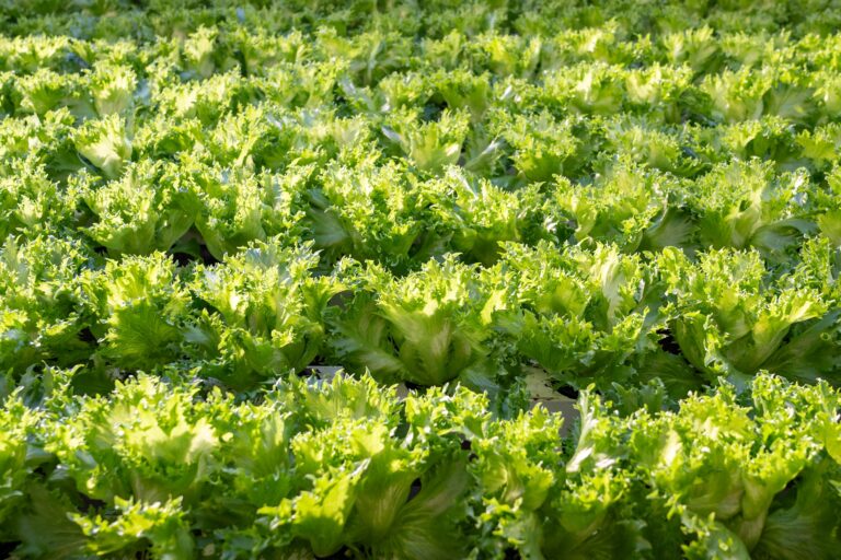 15 Plants That Love Cool Soil And Struggle When Summer Heat Hits