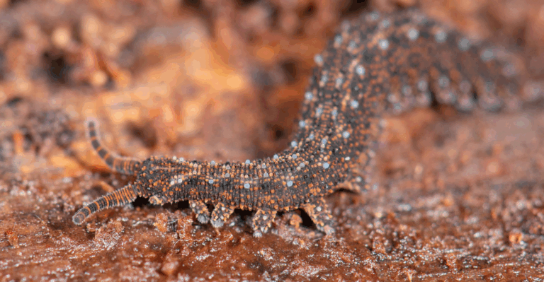 14 Living Fossil Species That Look Like They Belong in Another Era