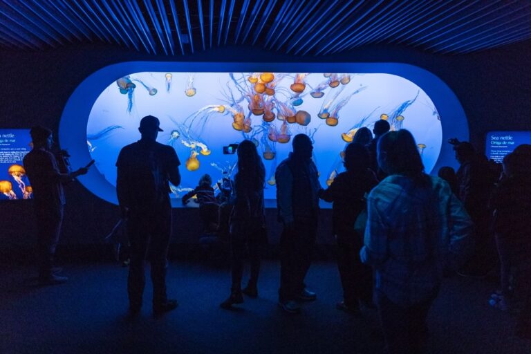 11 Small Aquariums in the U.S. Where You Can See Everything in One Visit