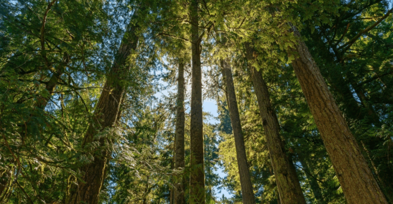 13 Old Growth Forest Species That Only Thrive in Untouched Habitats