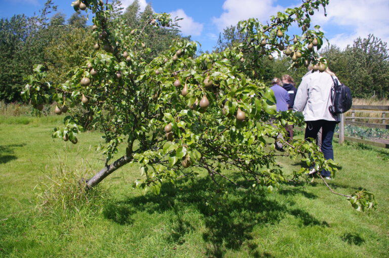 14 Fruit Trees And Berry Bushes To Plant In February While They’re Dormant